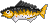 Medium Fish