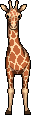 Giraffe Pet