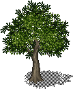 Cedar Tree